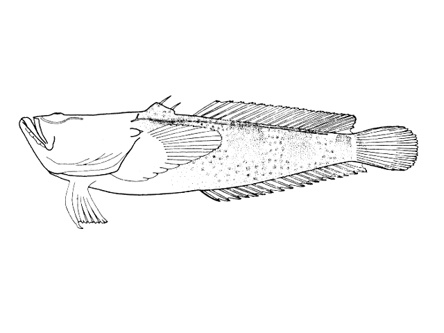 Thalassophryne montevidensis