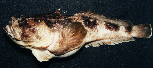 Thalassophryne montevidensis