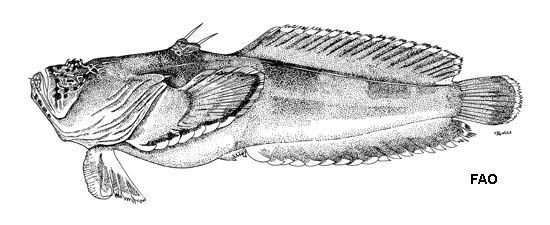 Thalassophryne nattereri