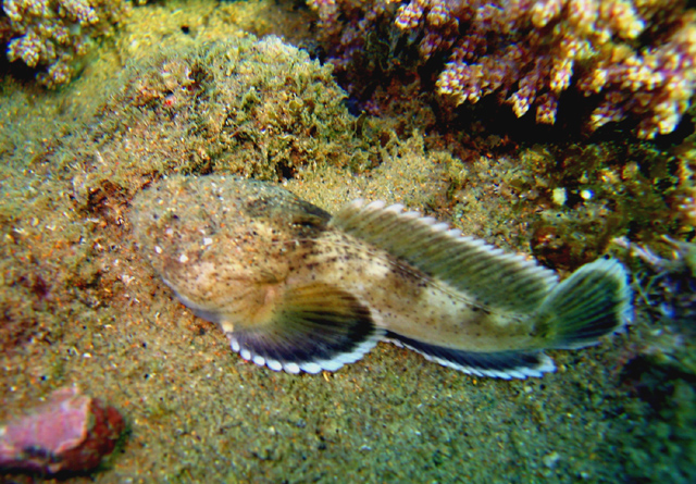 Thalassophryne punctata