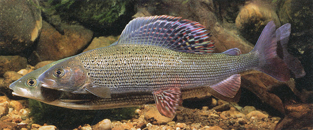 Thymallus thymallus