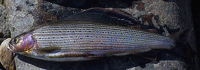 Thymallus thymallus