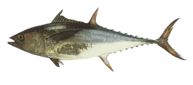 Thunnus tonggol