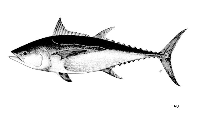 Thunnus tonggol