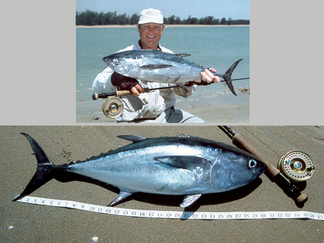 Thunnus tonggol