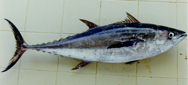 Thunnus tonggol