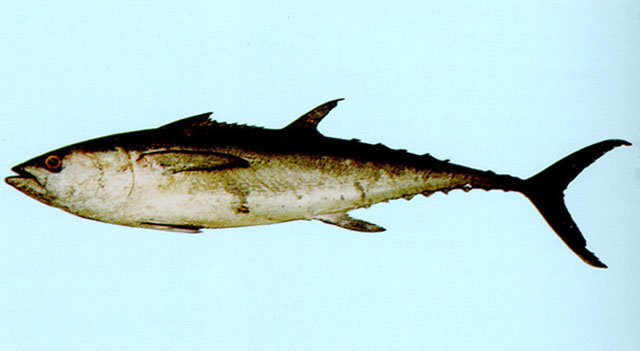 Thunnus tonggol