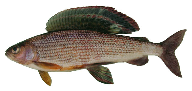 Thymallus tugarinae