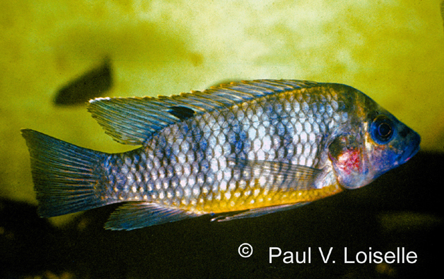 Tilapia busumana