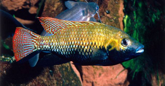 Tilapia guinasana