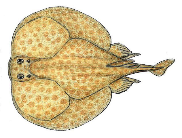 Torpedo andersoni