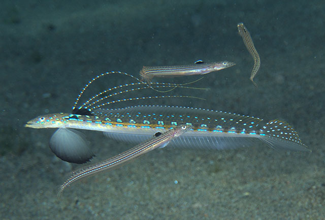 Trichonotus elegans