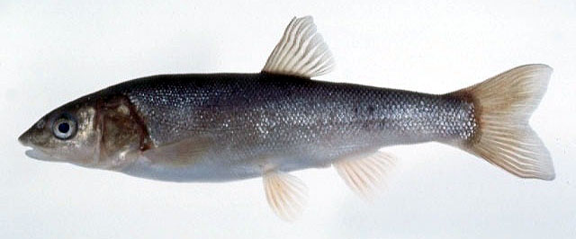 Pseudaspius sachalinensis