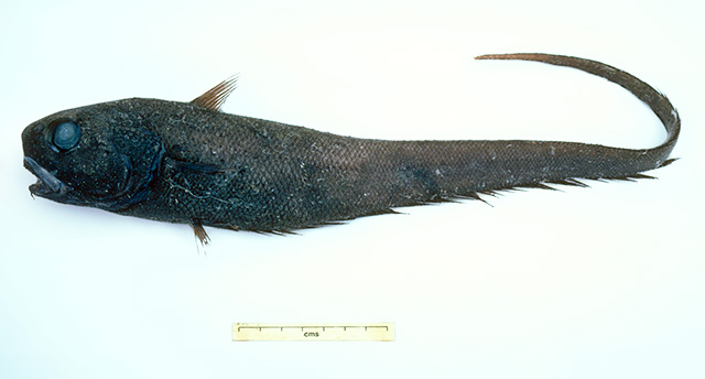 Trachonurus gagates