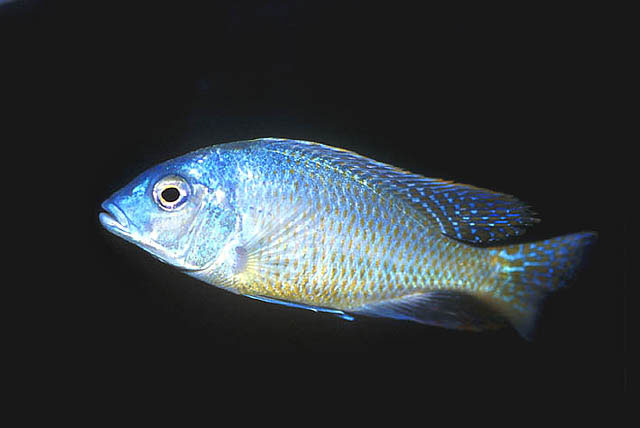 Tramitichromis intermedius