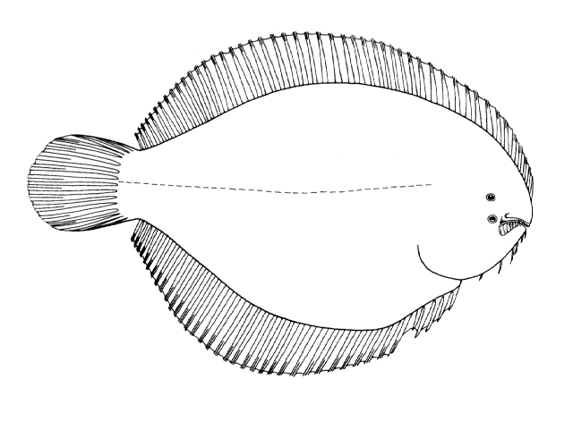 Trinectes microphthalmus