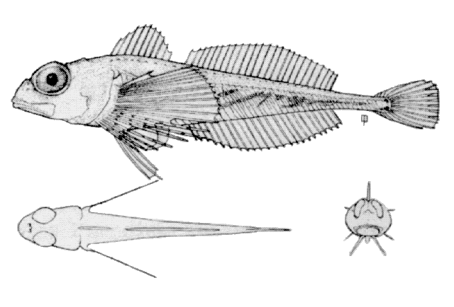 Triglops nybelini