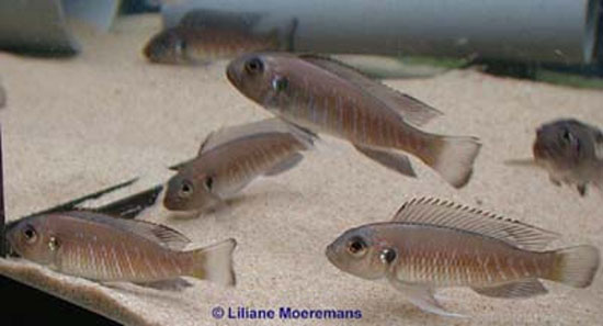 Triglachromis otostigma