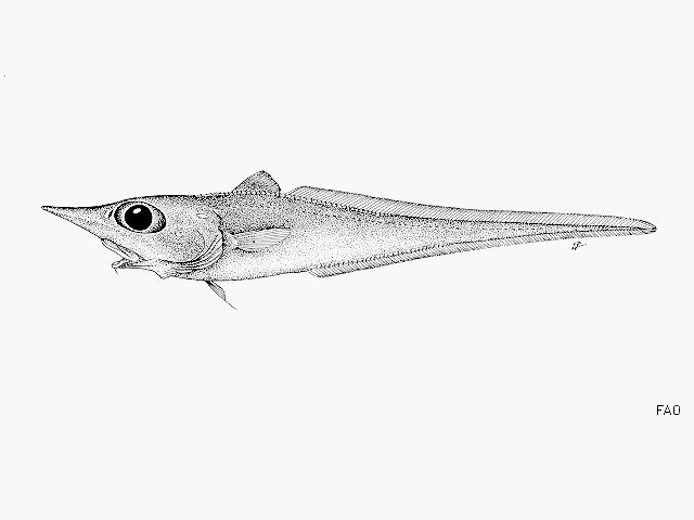 Trachyrincus scabrus