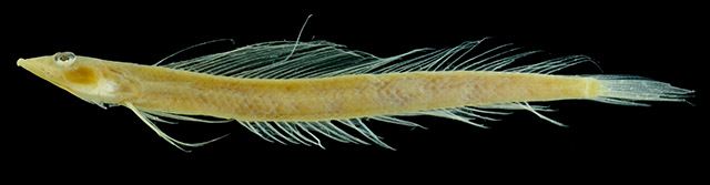 Trichonotus somaliensis