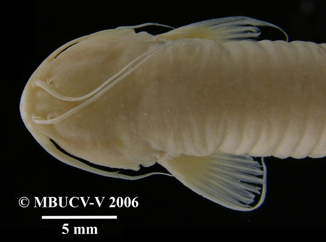 Trichomycterus spelaeus