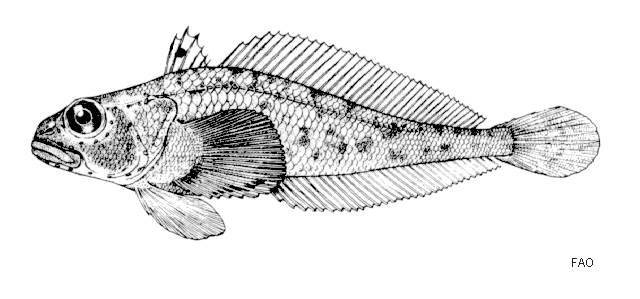 Trematomus tokarevi