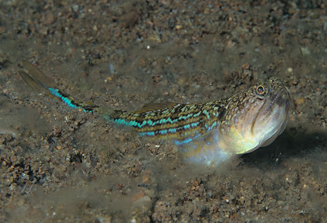 Trachinocephalus trachinus