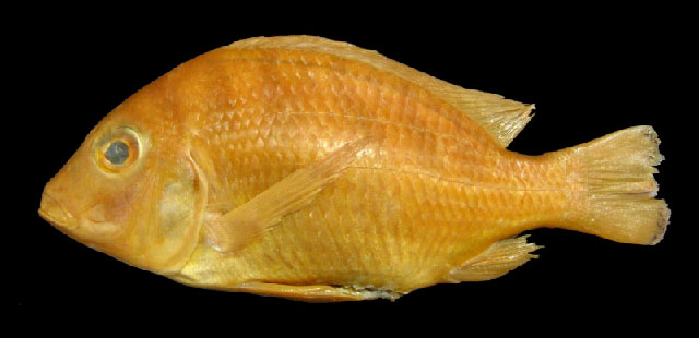 Tylochromis variabilis