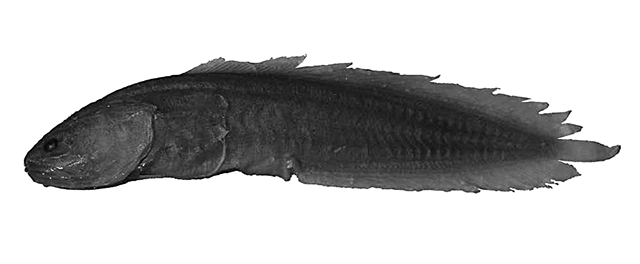 Ungusurculus philippinensis