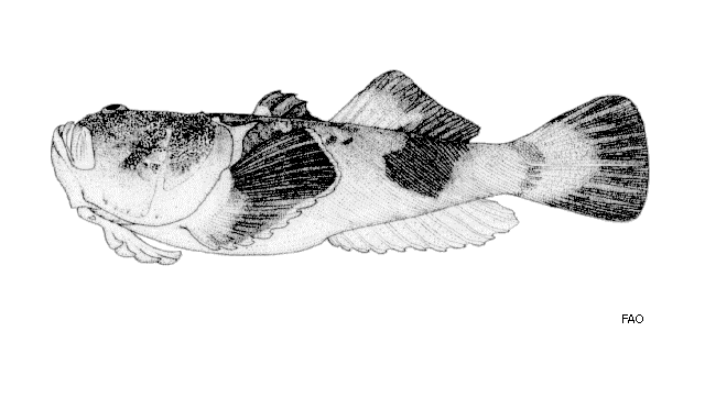 Uranoscopus bicinctus