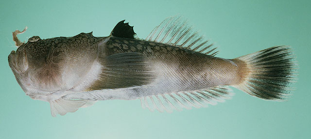 Uranoscopus bicinctus