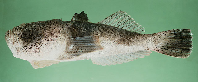 Uranoscopus bicinctus