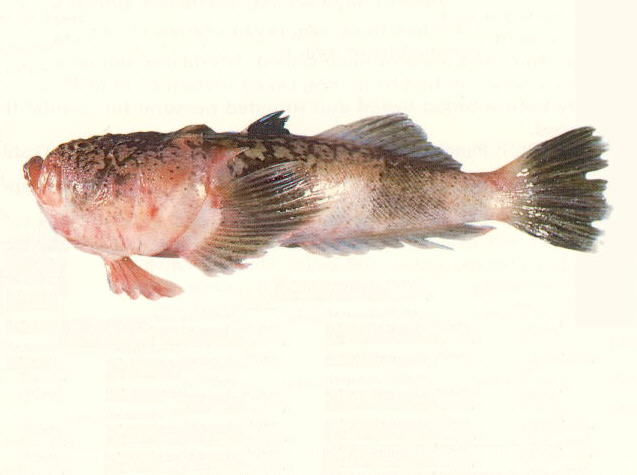 Uranoscopus bicinctus