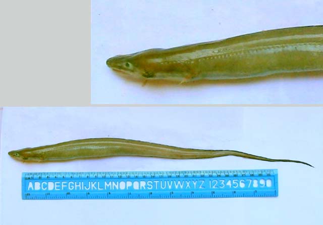 Uroconger lepturus