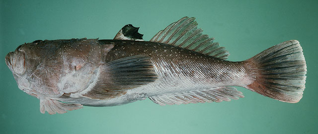 Uranoscopus marmoratus