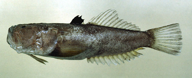 Uranoscopus oligolepis