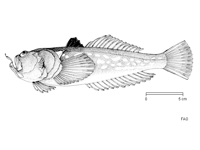 Uranoscopus scaber