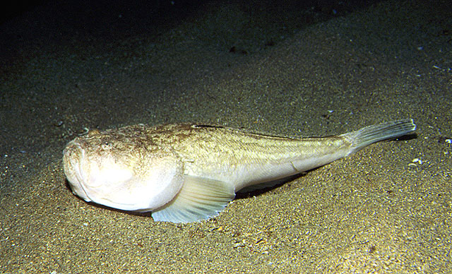 Uranoscopus scaber