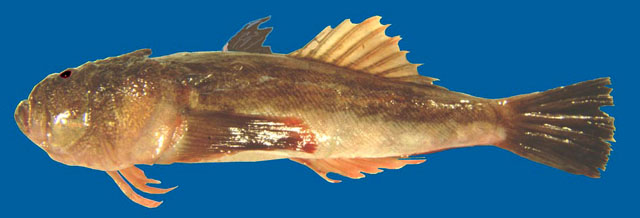 Uranoscopus scaber