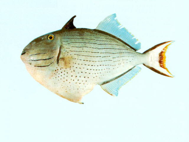 Xanthichthys lineopunctatus