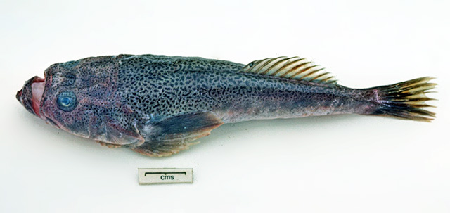 Xenocephalus australiensis