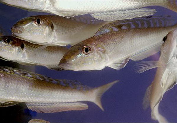 Xenotilapia melanogenys