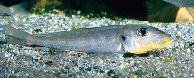 Xenotilapia melanogenys