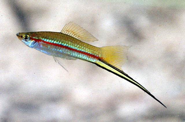 Xiphophorus hellerii