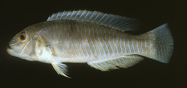 Xiphocheilus typus