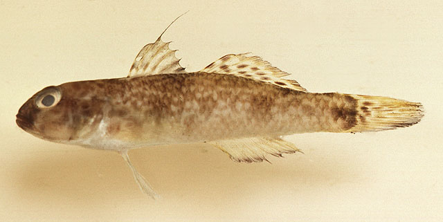 Yongeichthys criniger