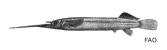 Zenarchopterus buffonis