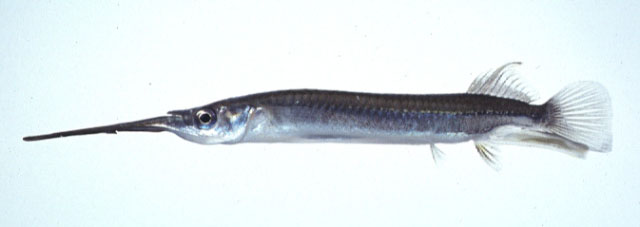 Zenarchopterus dunckeri