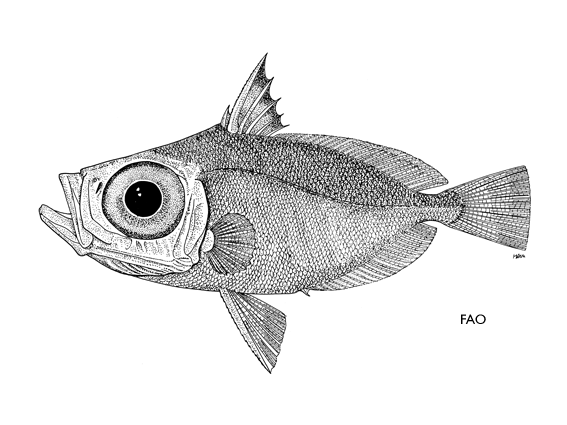 Zenion hololepis