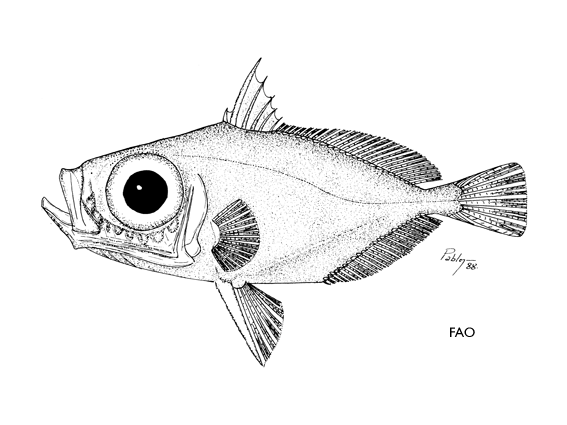 Zenion hololepis